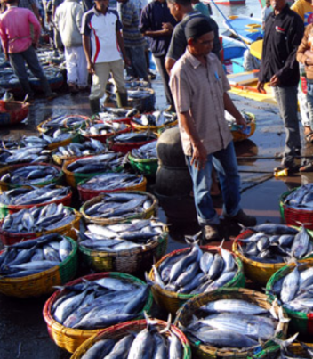 Koperasi Membuka Kemitraan Bisnis Perikanan